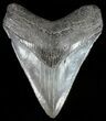 Serrated, Fossil Megalodon Tooth - Georgia #51015-1